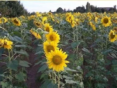 Chez Madeleine Saint-Colomb-de-Lauzun